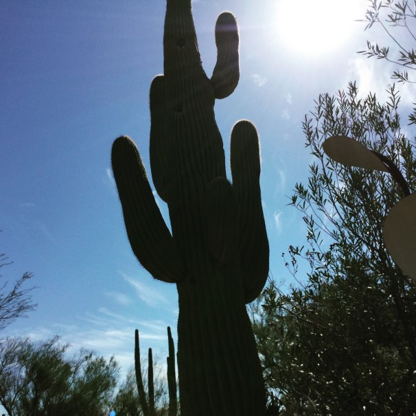 Desert Botanical Garden