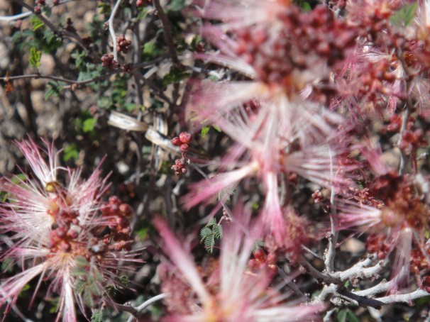 Desert Botanical Garden