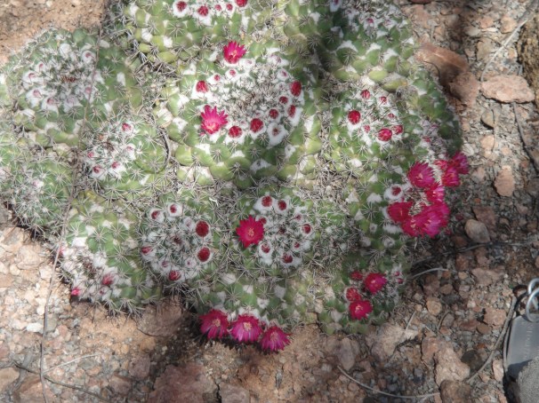 Desert Botanical Garden