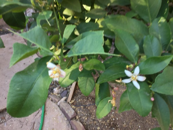 lemon in bloom
