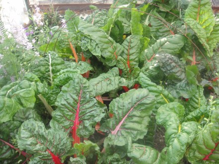 chard