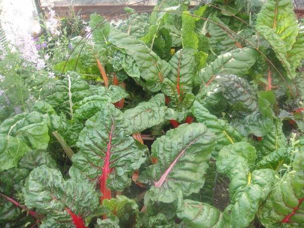 chard