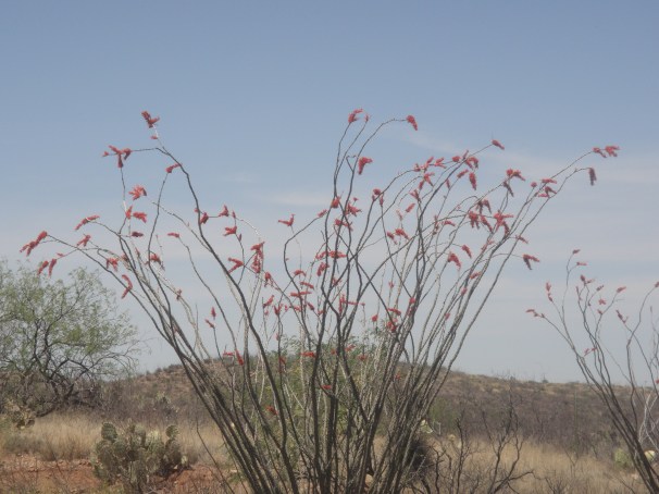 ocotillo and dry grass