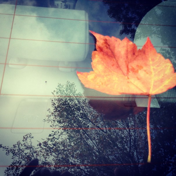 leaf from the family tree