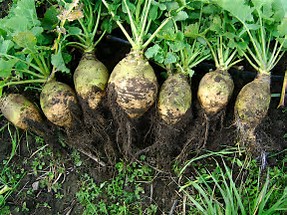 The devil's favorite veggie