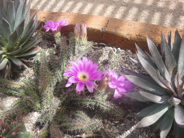 cactus blooms