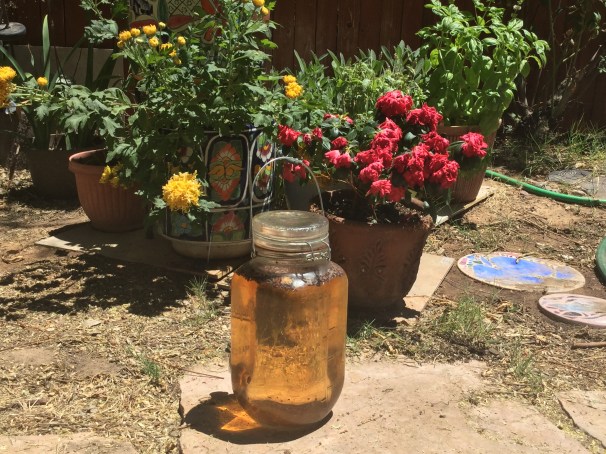 brewing honeybush mango