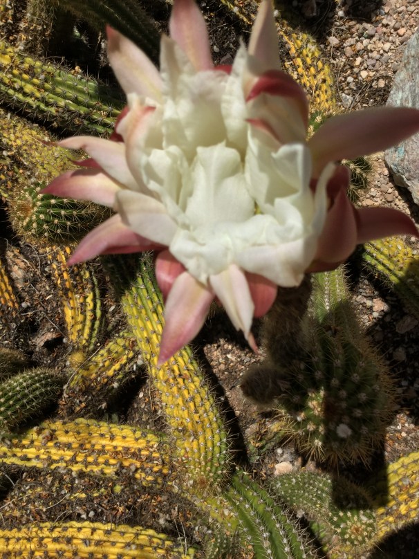 cactus flower