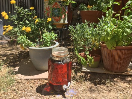 black passionfruit sun tea