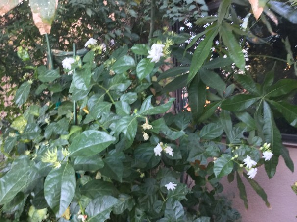 my front yard jasmine