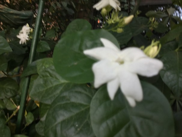 my front yard jasmine