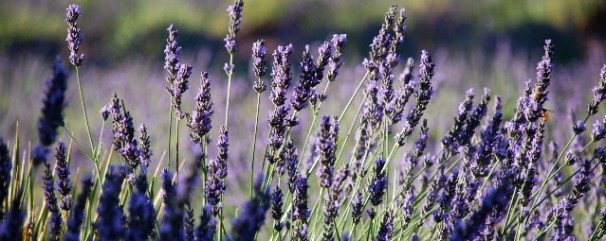 Red Rock Lavender Farm