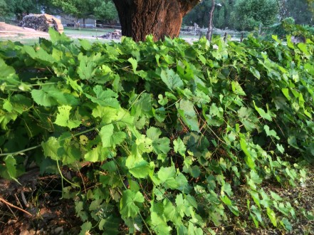 heard it through the grapevine