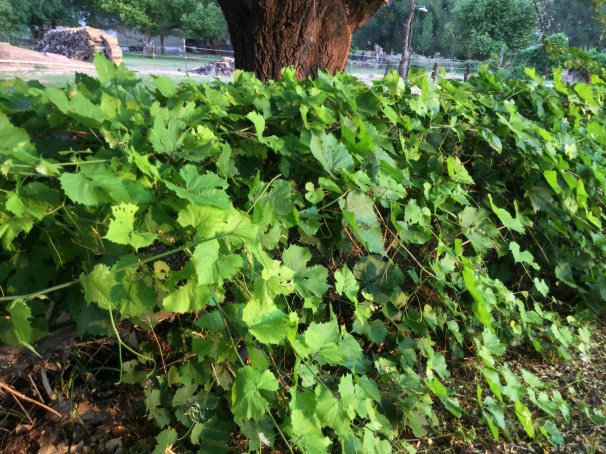 heard it through the grapevine