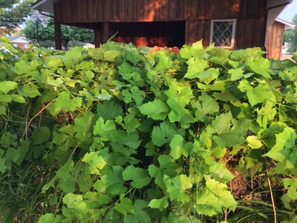 heard it through the grapevine