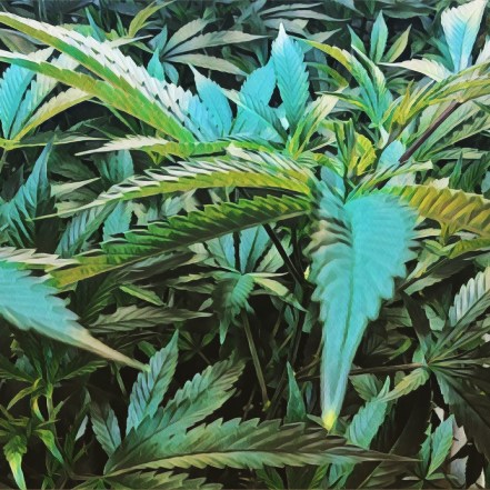 reaping what you clone