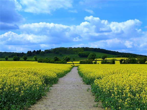 between mustard fields