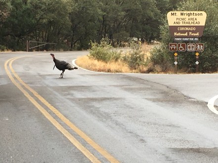 wild turkey in Madera Canyon