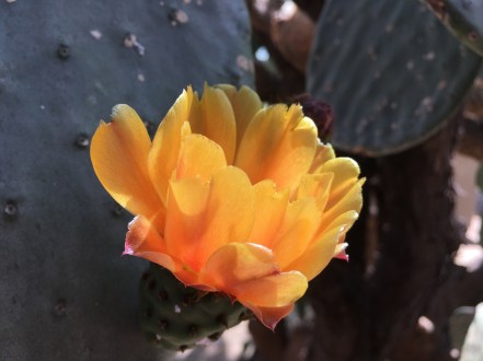 Opuntia