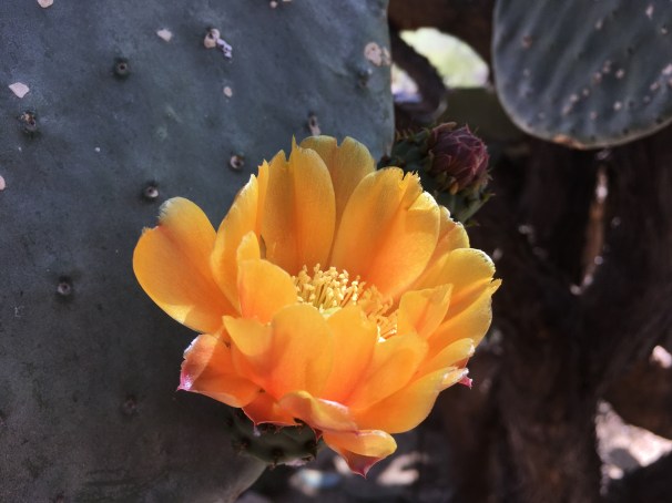 Opuntia