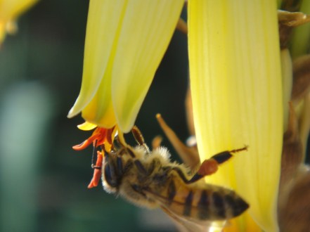 bee