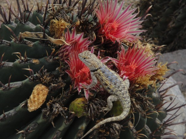 lizard on cactus