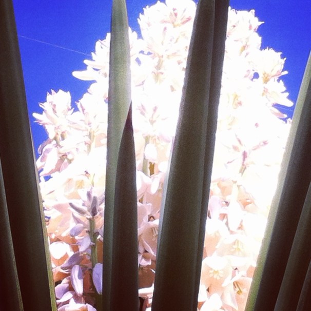 yucca